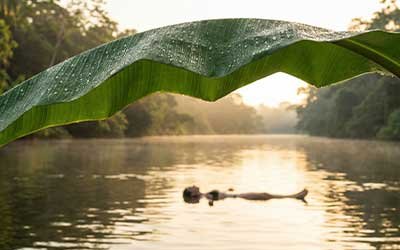Feuille de bananier verte perlée d'eau ou silhouette flottant dans la rivière